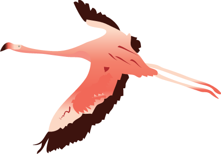 American Flamingo (Phoenicopterus Ruber)
