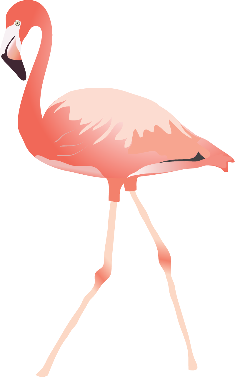American Flamingo (Phoenicopterus Ruber)