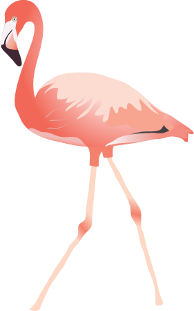 American Flamingo (Phoenicopterus Ruber)