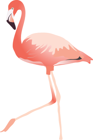 American Flamingo (Phoenicopterus Ruber)