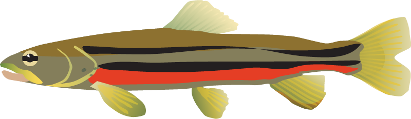 Northern Redbelly Dace (Phoxinus Eos)