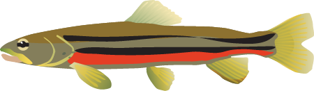 Northern Redbelly Dace (Phoxinus Eos)