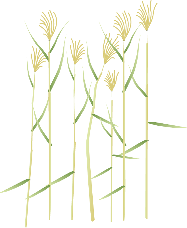 Common Reed (Phragmites Australis)