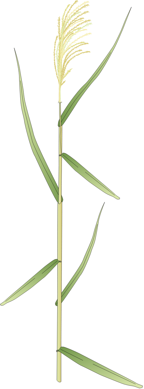 Common Reed (Phragmites Australis Singular)