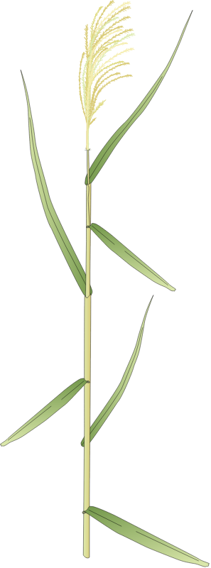 Common Reed (Phragmites Australis Singular)
