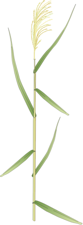 Common Reed (Phragmites Australis Singular)