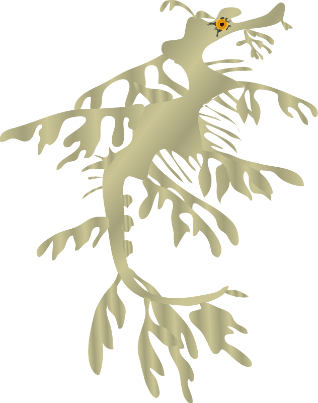 Leafy Sea Dragon (Phycodurus)