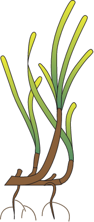 Surfgrass (Phyllospadix)