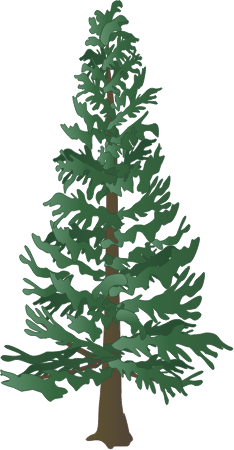 White Spruce (Picea Glauca)