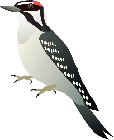 Downy Woodpecker (Picoides Pubescens)