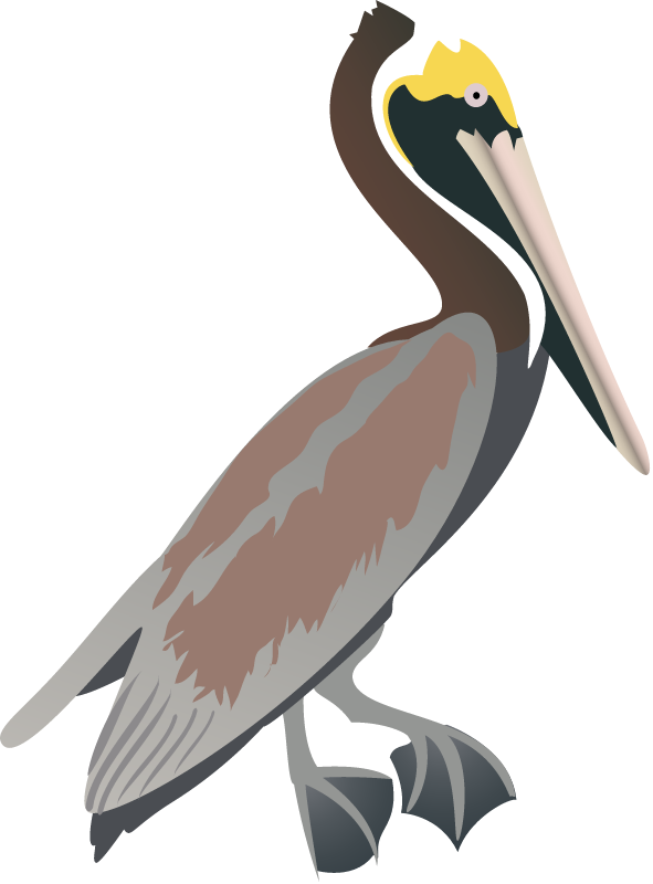 Brown Pelican (Pelecanus Occidentalis)