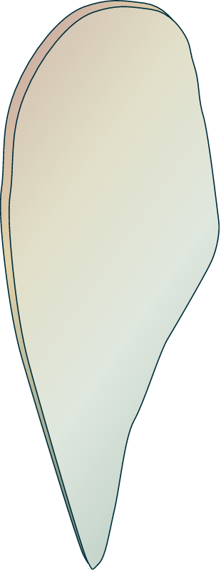 Pen Shell (Pinna Nobilis)