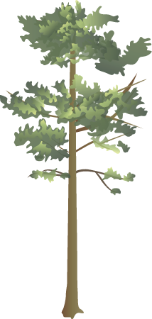 Shortleaf Pine (Pinus Echinata)