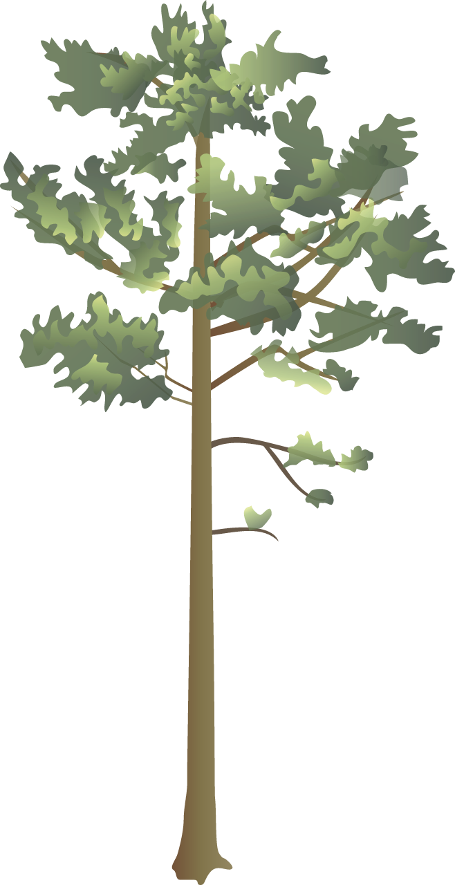 Longleaf Pine (Pinus Palustris)