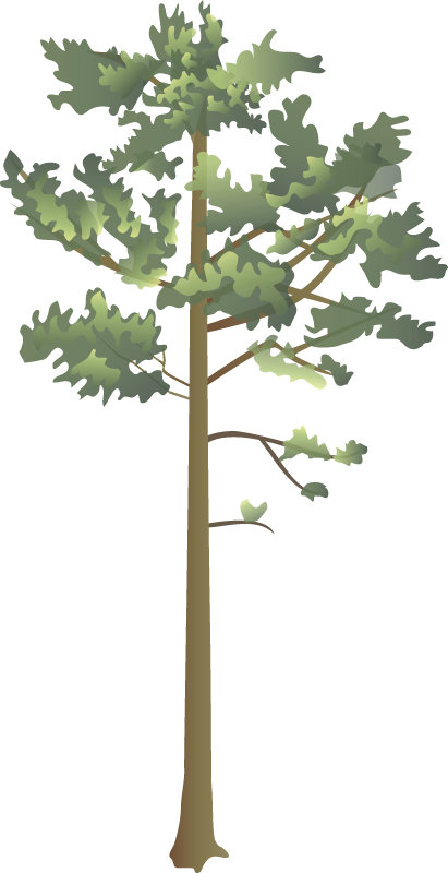 Longleaf Pine (Pinus Palustris)