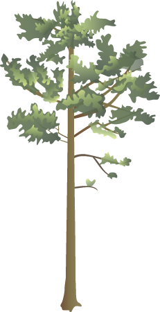 Longleaf Pine (Pinus Palustris)