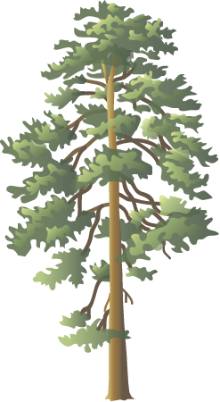 Ponderosa Pine (Pinus Ponderosa)