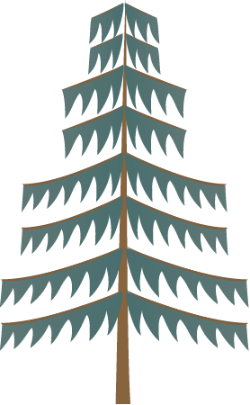 Pine (Pinus)