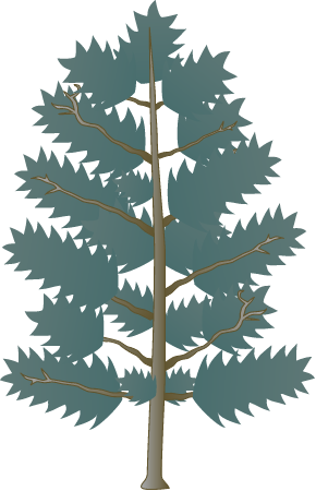 Loblolly Pine (Pinus Taeda)
