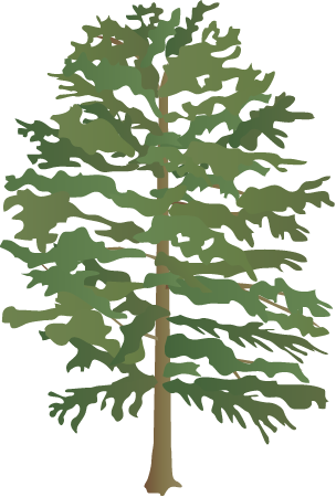 Virginia Pine (Pinus Virginiana)