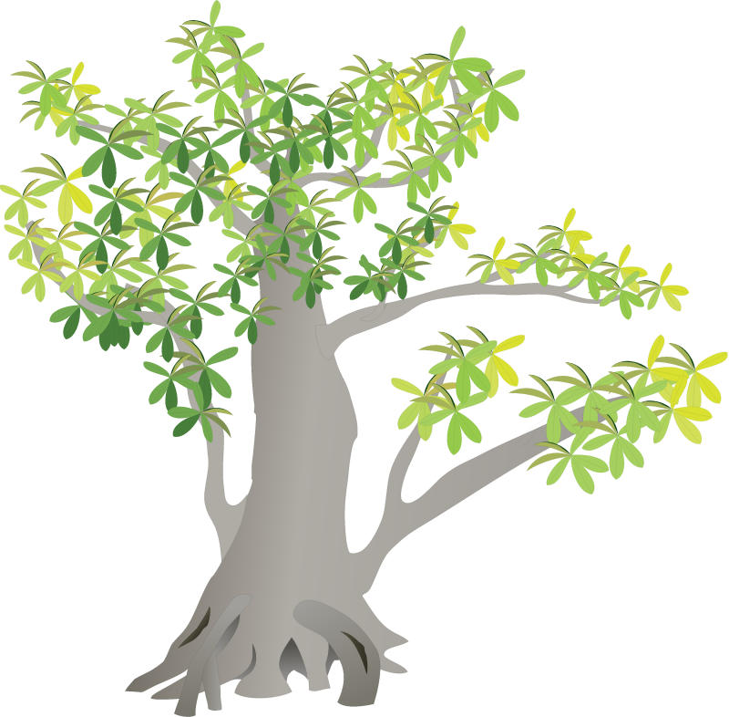 Pisonia (Pisonia)