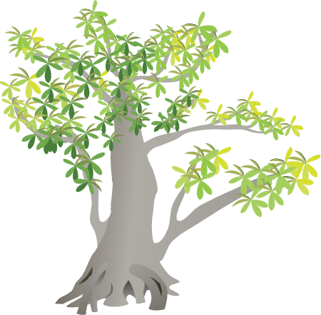 Pisonia (Pisonia)