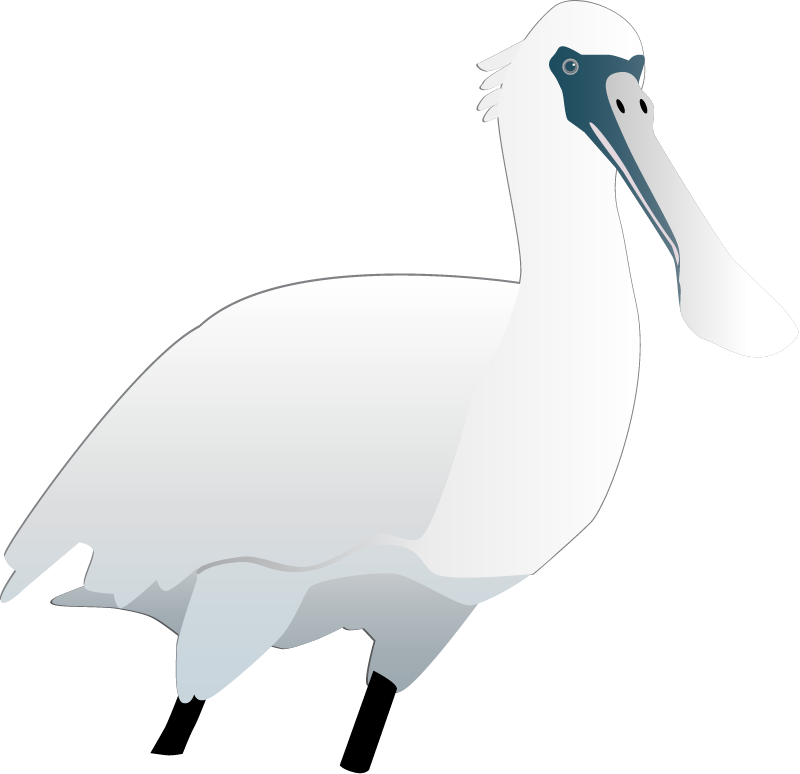 Spoonbill (Platalea)