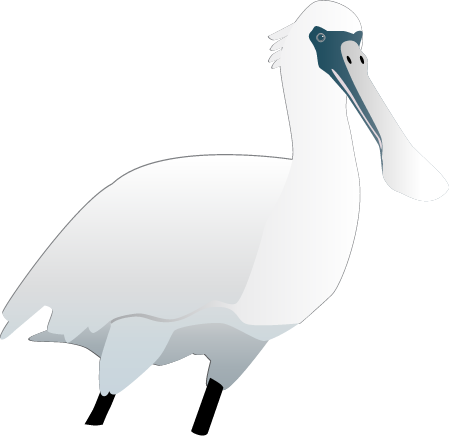 Spoonbill (Platalea)