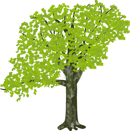 American Sycamore with Overhanging Branch (Platanus Occidentalis)