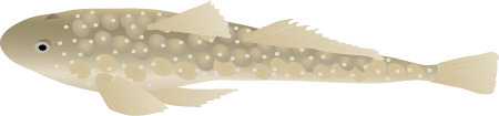 Flathead (Platycephalus)