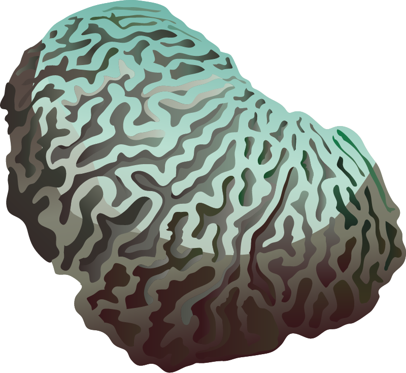 Brain Coral (Platygyra)