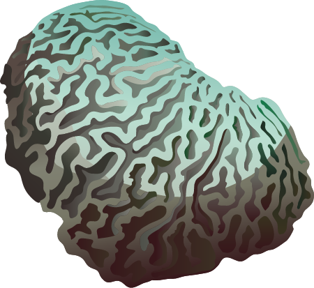 Brain Coral (Platygyra)