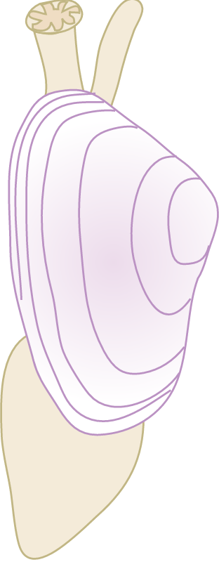 Surf Clam (Plebidonax Deltoides)