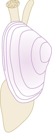 Surf Clam (Plebidonax Deltoides)