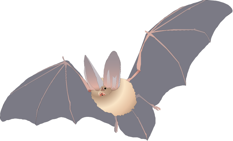Townsend's Big-eared Bat (Plecotus Townsendii)
