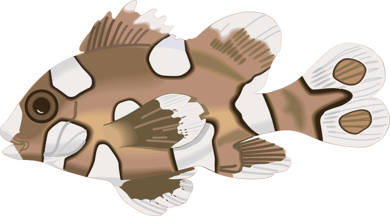 Spotted Sweetlips Juvenile (Plectorhinchus Chaetodonoides)