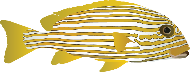 Ribboned Sweetlips (Plectorhinchus Polytaenia)