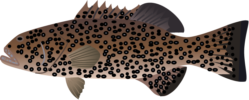 Squaretail Coralgrouper (Plectropomus Areolatus)