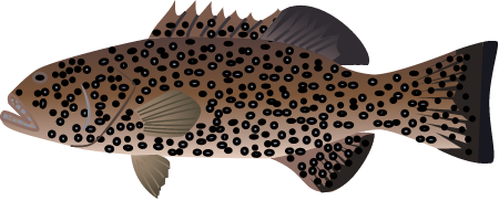 Squaretail Coralgrouper (Plectropomus Areolatus)