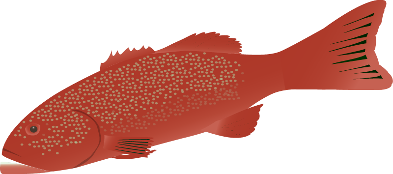 Coral Trout (Plectropomus Leopardus)