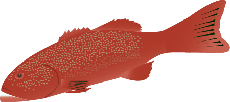 Coral Trout (Plectropomus Leopardus)