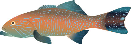 Highfin Coralgrouper (Plectropomus Oligacanthus)
