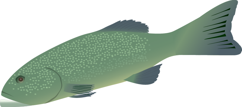 Coral Trout (Plectropomus)