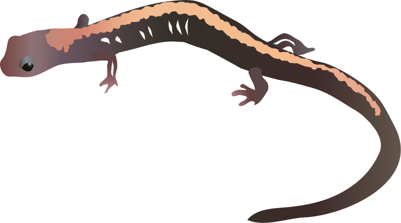 Shenandoah Salamander (Plethodon Shenandoah)