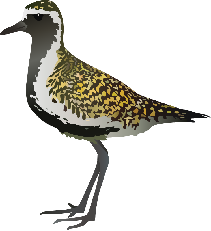 Pacific Golden Plover (Pluvialis Fulva)