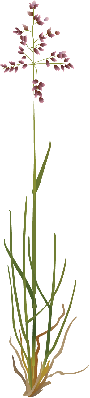 Kentucky Bluegrass (Poa Pratensis)