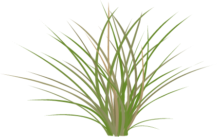 Grass (Poaceae)