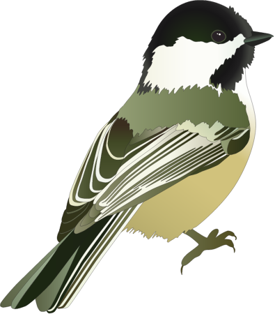 Black Capped Chickadee (Poecile Atricapillus)