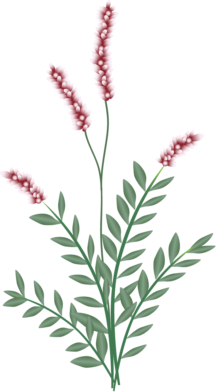 Oriental Ladys Thumb (Polygonum Cespitosum)