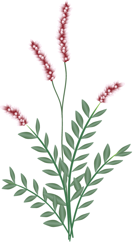 Oriental Ladys Thumb (Polygonum Cespitosum)